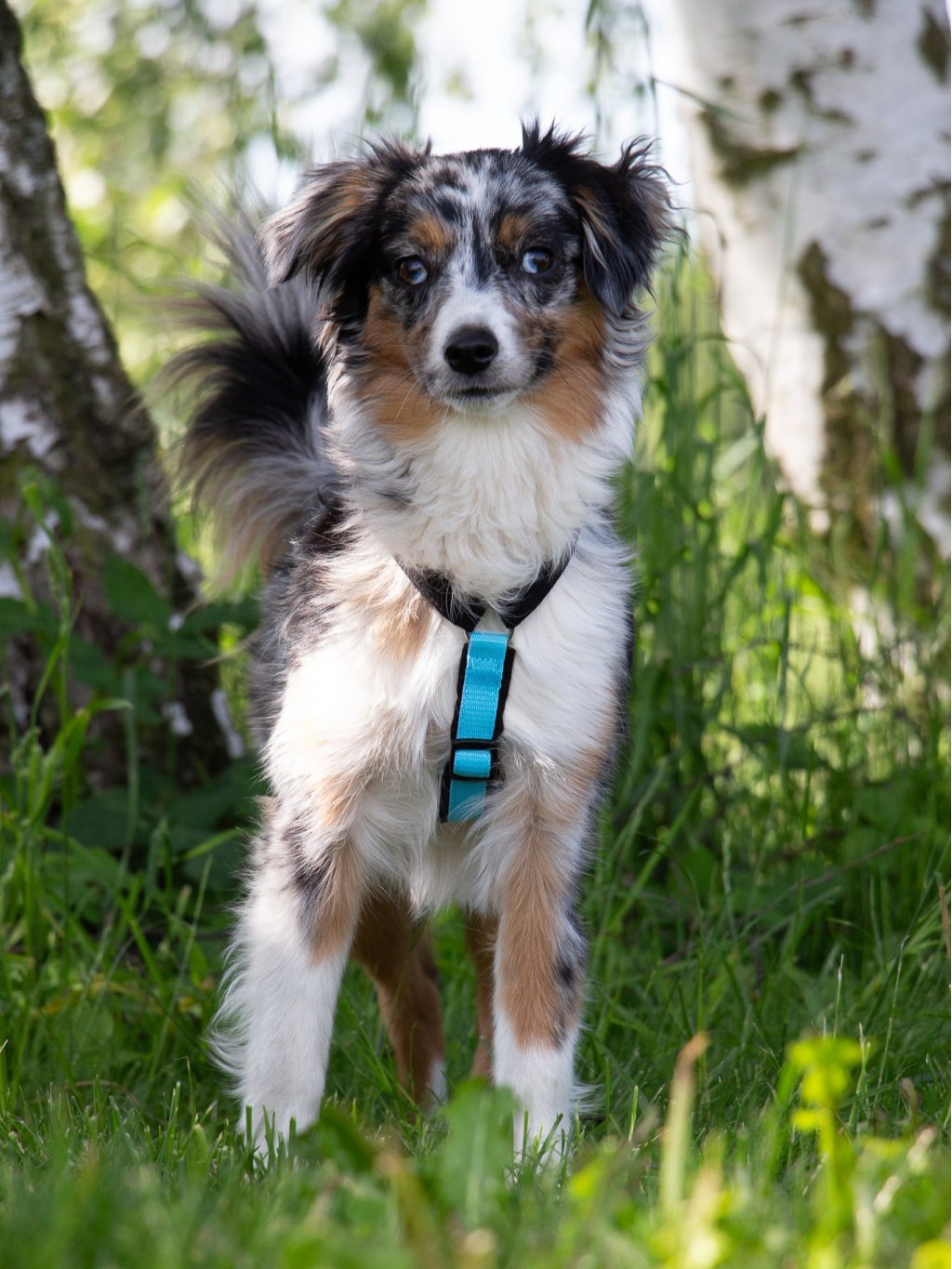 MINI harness turquoise