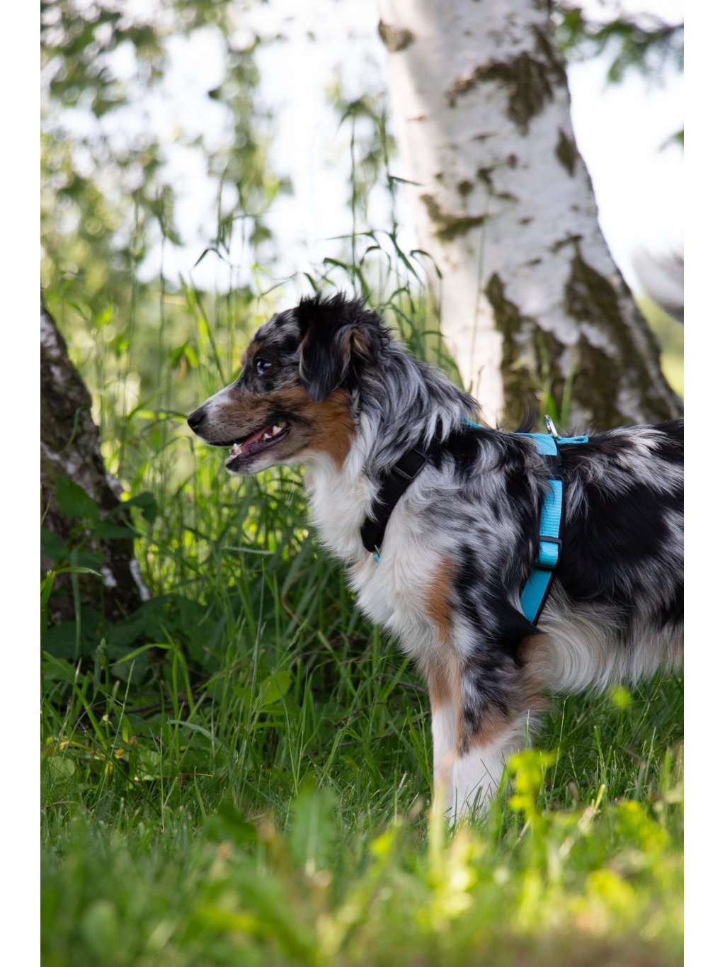 MINI harness turquoise