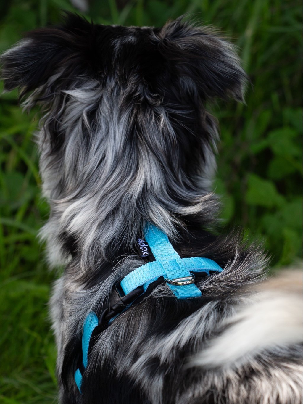 MINI harness turquoise