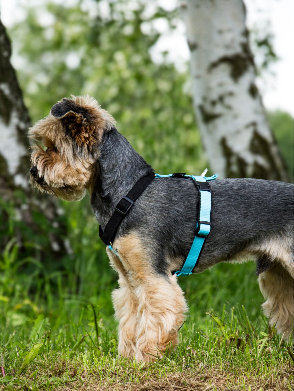 MINI harness turquoise