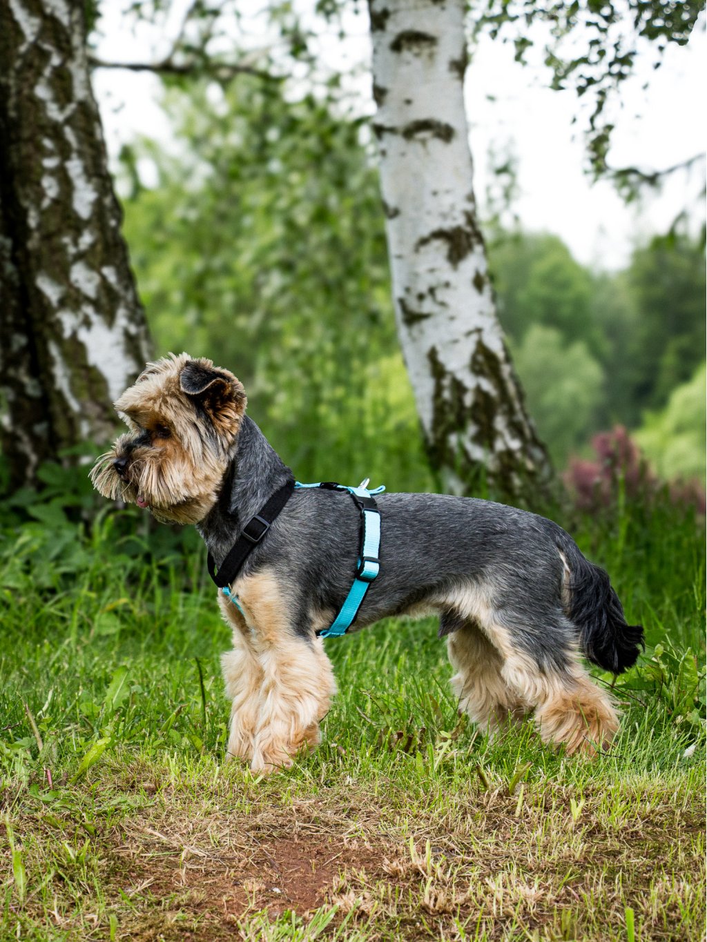 MINI harness turquoise