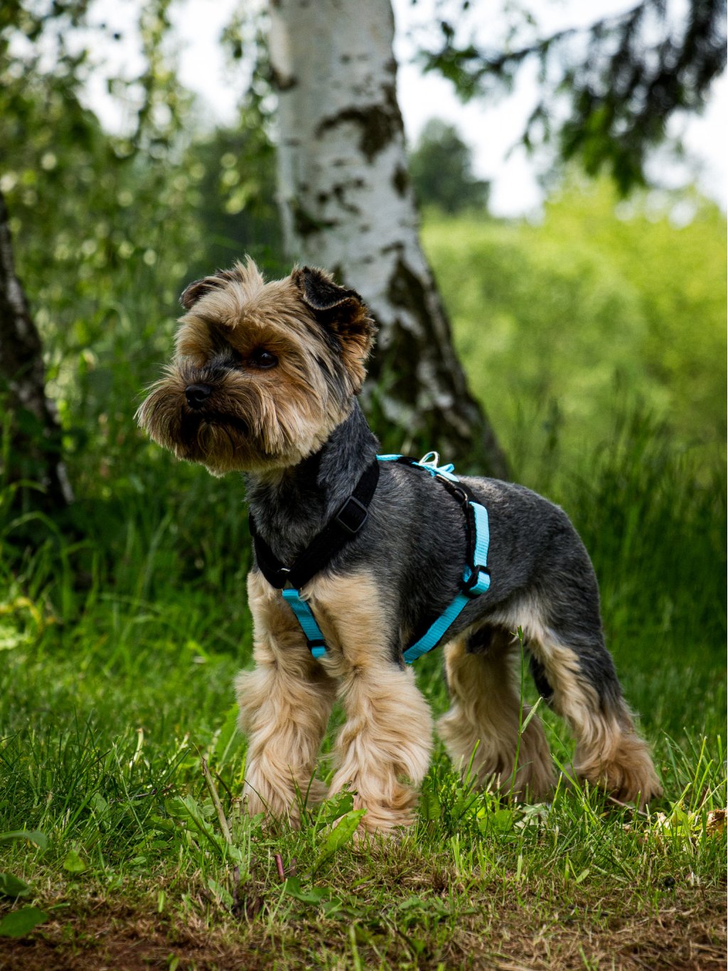 MINI harness turquoise