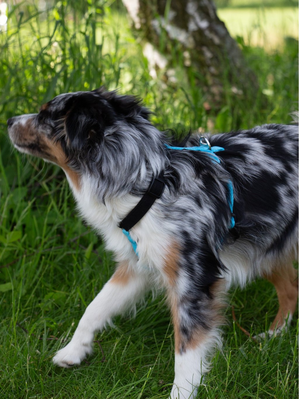 MINI harness turquoise