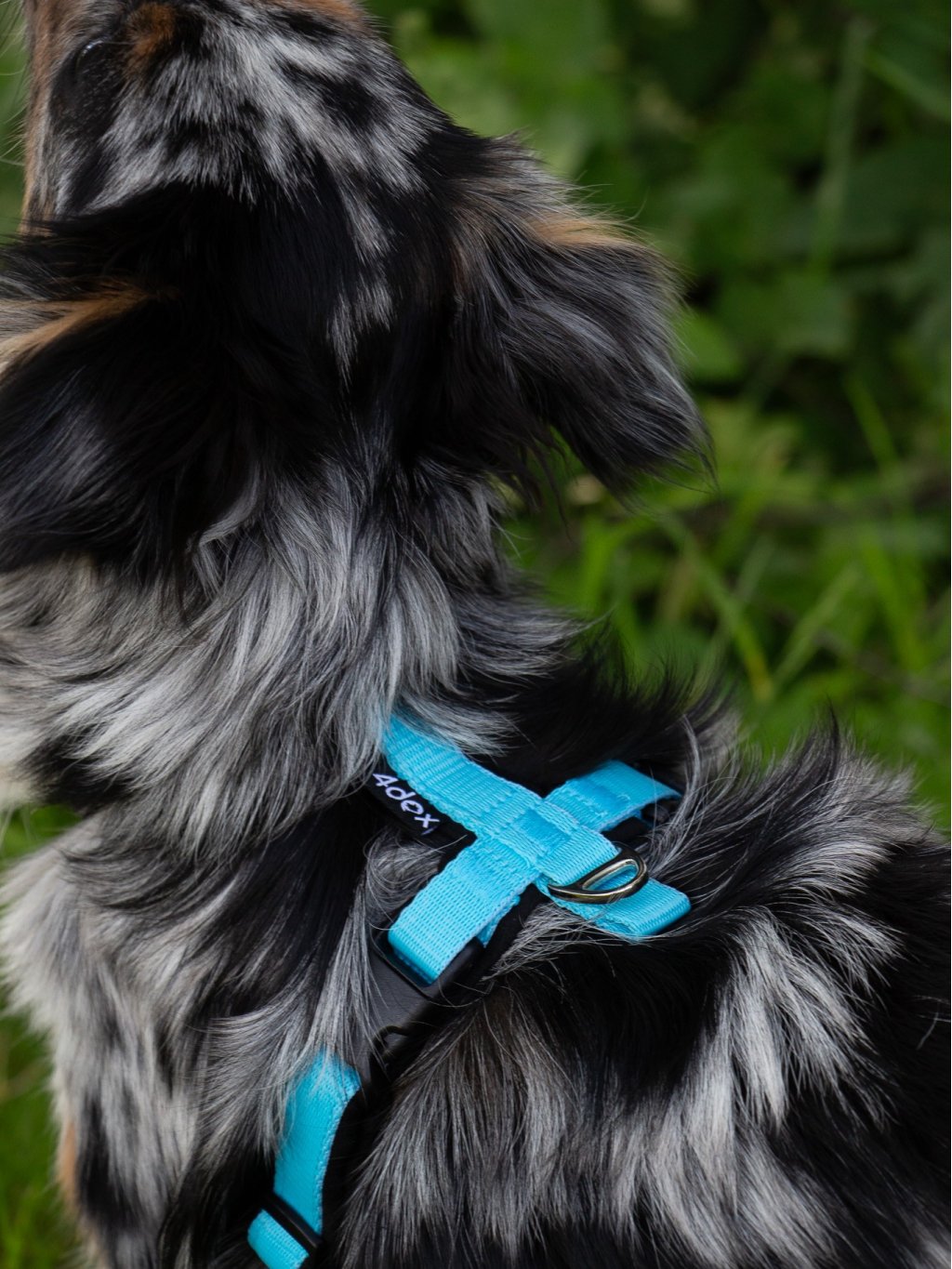 MINI harness turquoise
