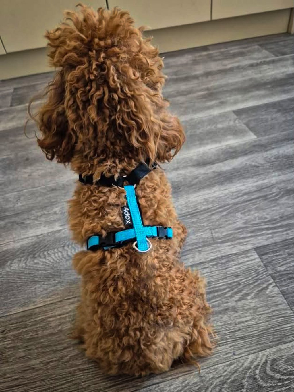 MINI harness turquoise