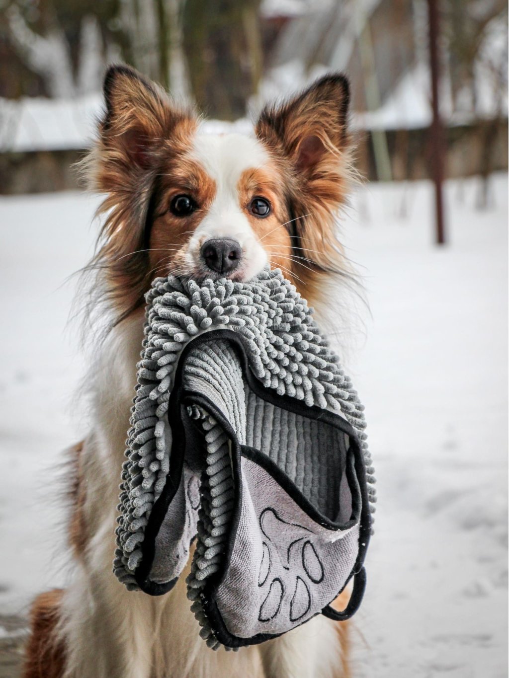 Dog body towel