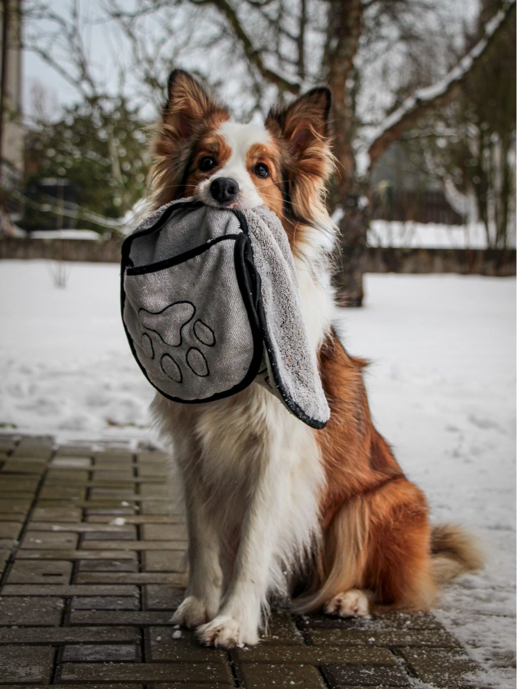 Towel for dog paws