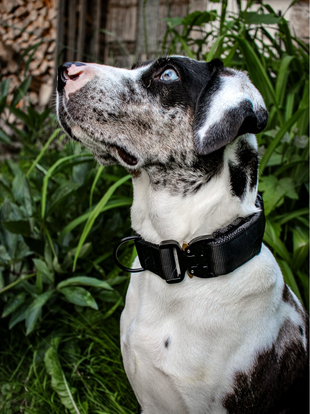 Tactical collar - BLACK
