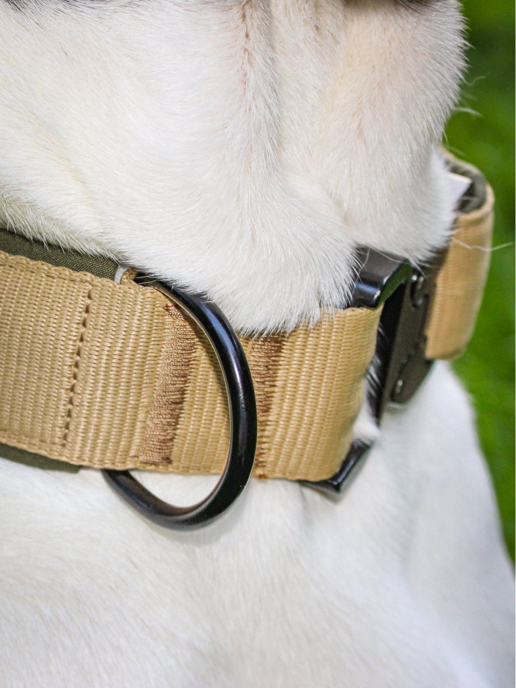 Tactical collar - OLIVE