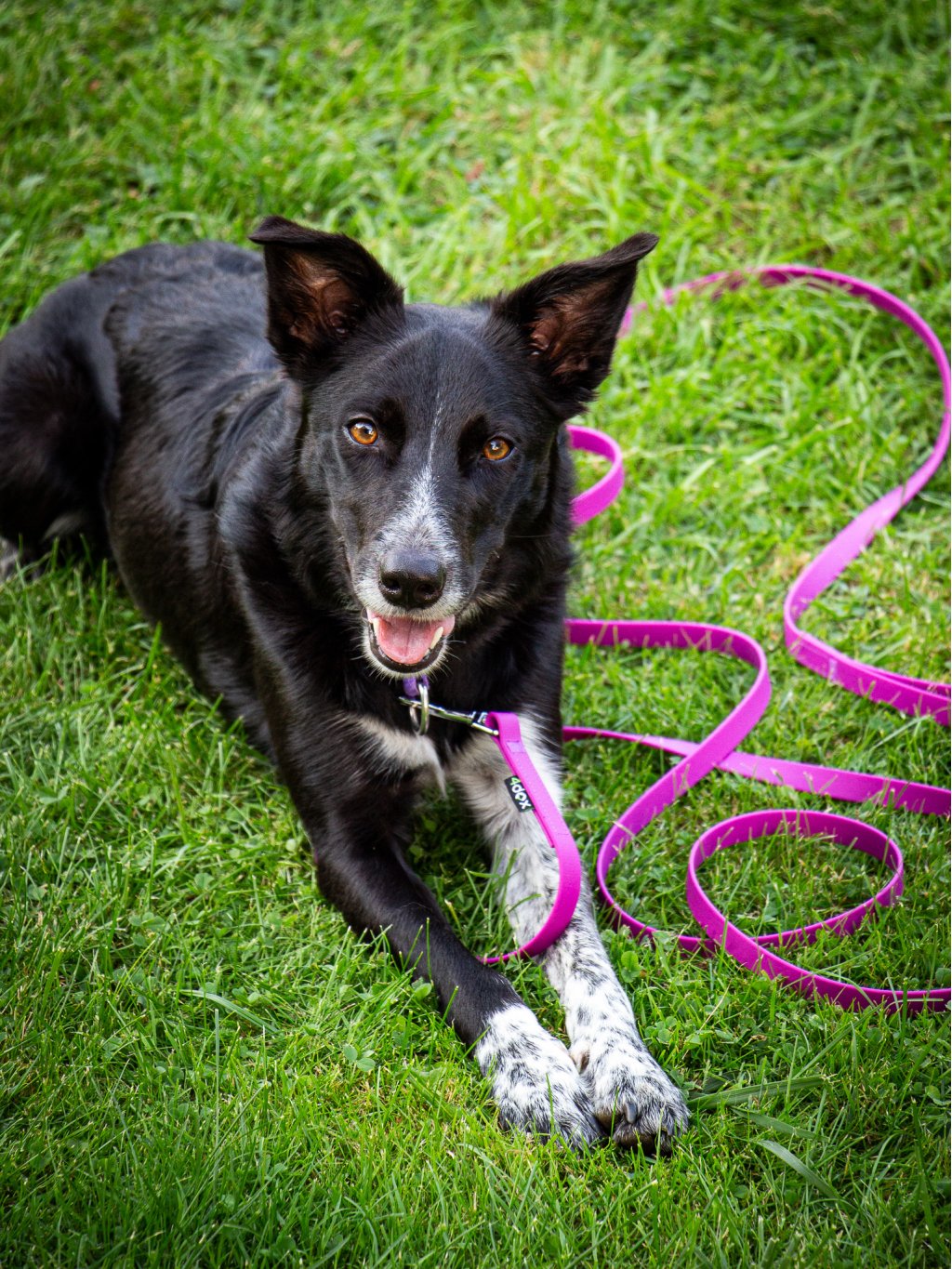 Long line leash mini BLACK 4dox