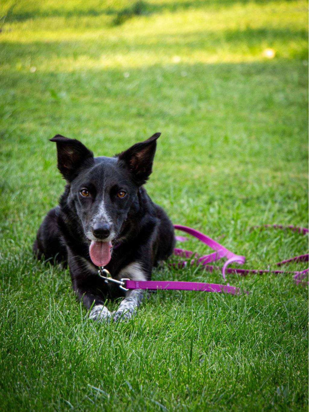 Long line leash mini BLACK 4dox