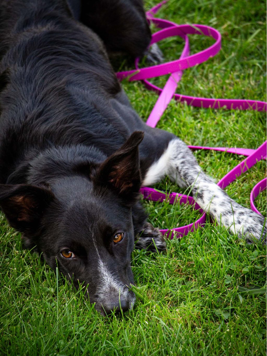 Long line leash mini BLACK 4dox