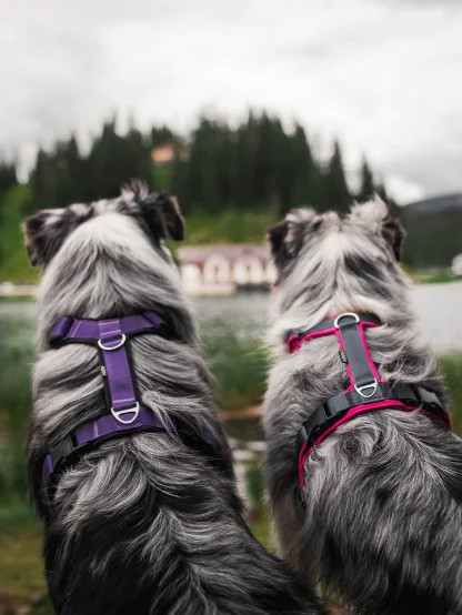 Harnesses Comfort Plus- customized 