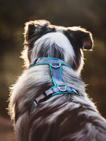 Harnesses Comfort Plus- customized  2