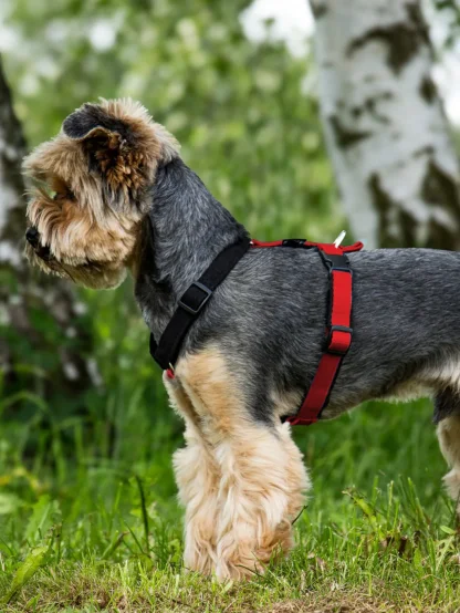 MINI harness - custom made