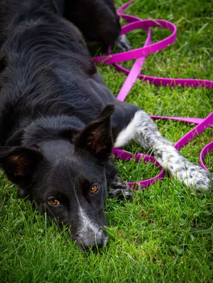 Long line leash mini BLACK 4dox 2