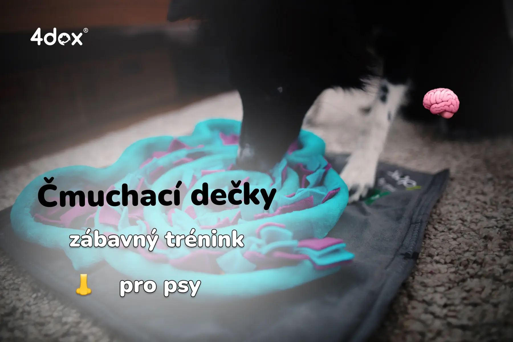 Čmuchací dečky pro psy, cesta k zábavnému tréninku