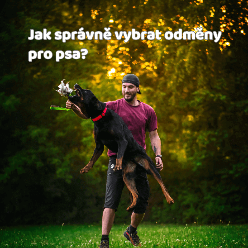 Jak vybrat správné odměny pro psa?