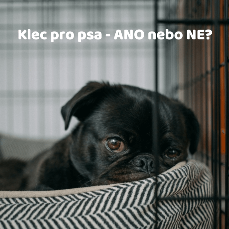 Klec pro psa - ANO nebo NE?!