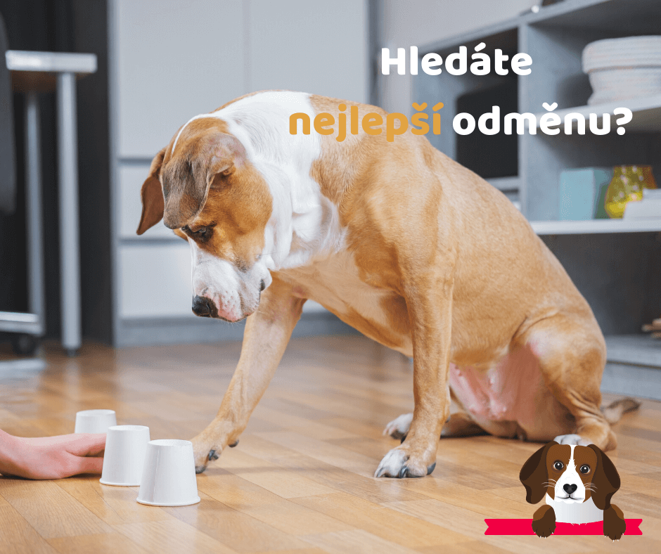 Hledáte nejlepší odměnu?