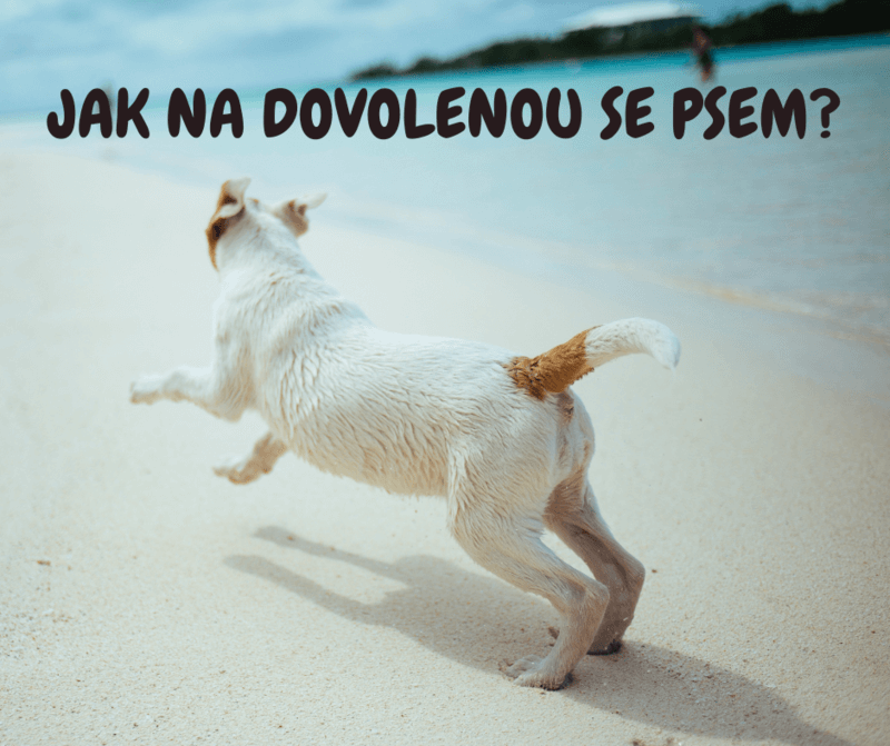 Jak na dovolenou se psem? 