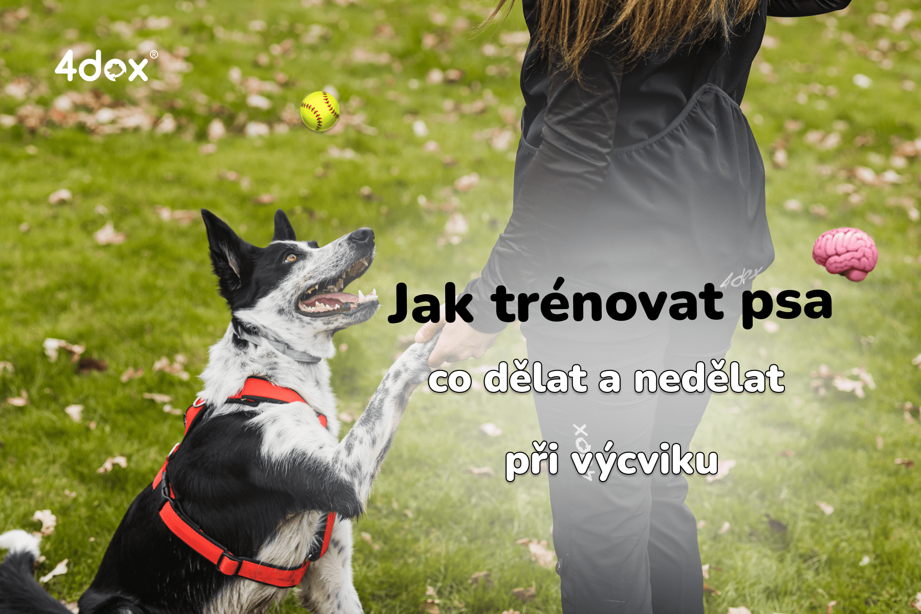 Jak trénovat psa – co dělat a nedělat při výcviku