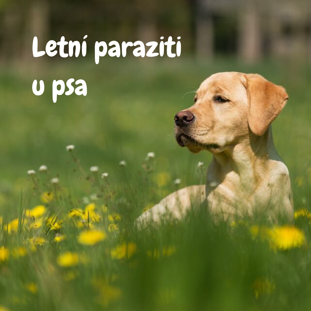 Letní paraziti u psa 