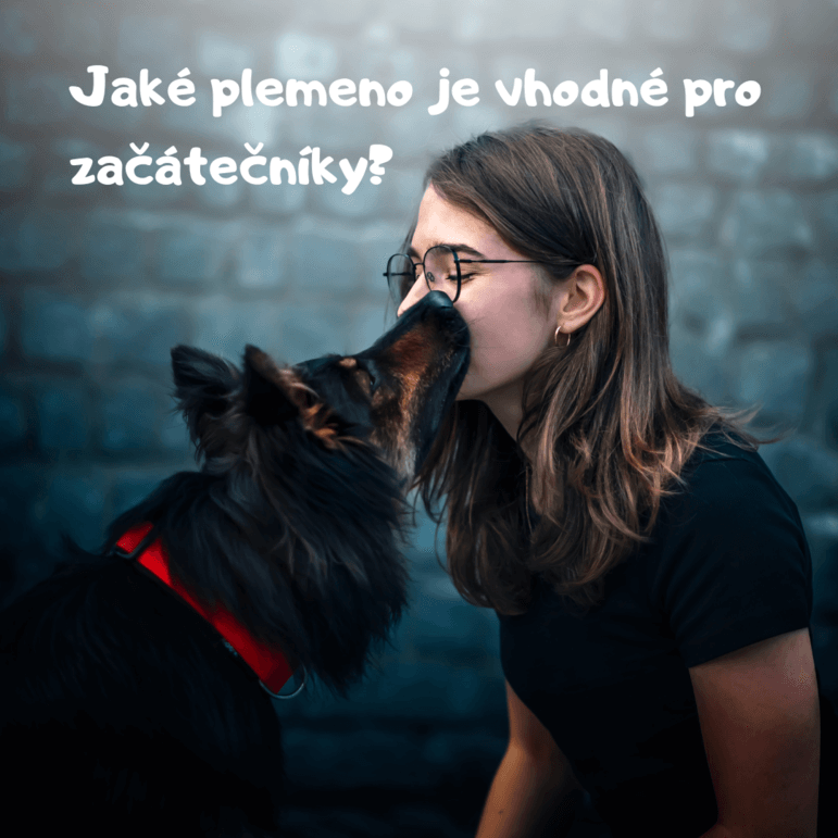 Jaké plemeno je vhodné pro začátečníky? 