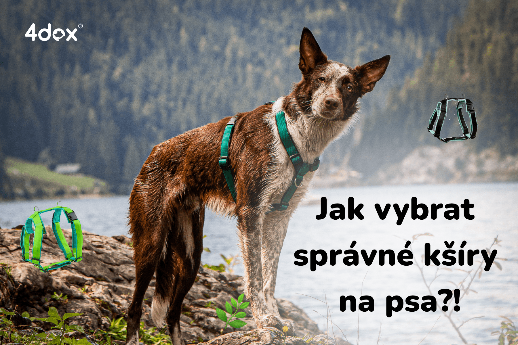 Jak vybrat správné kšíry na psa