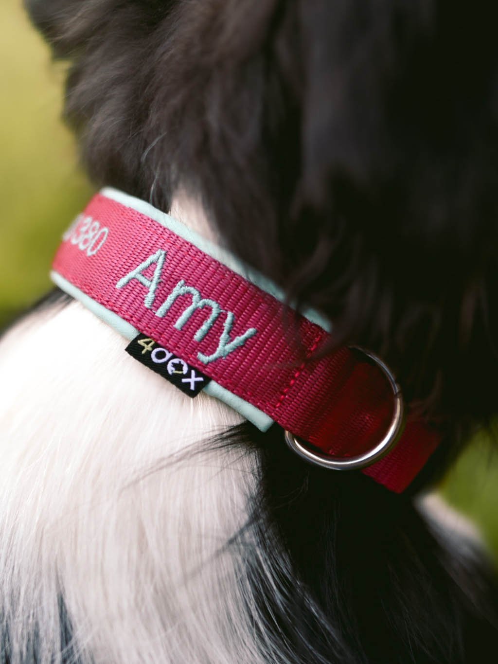 Růžový obojek na míru se jménem Amy na černobílé srsti border kolie