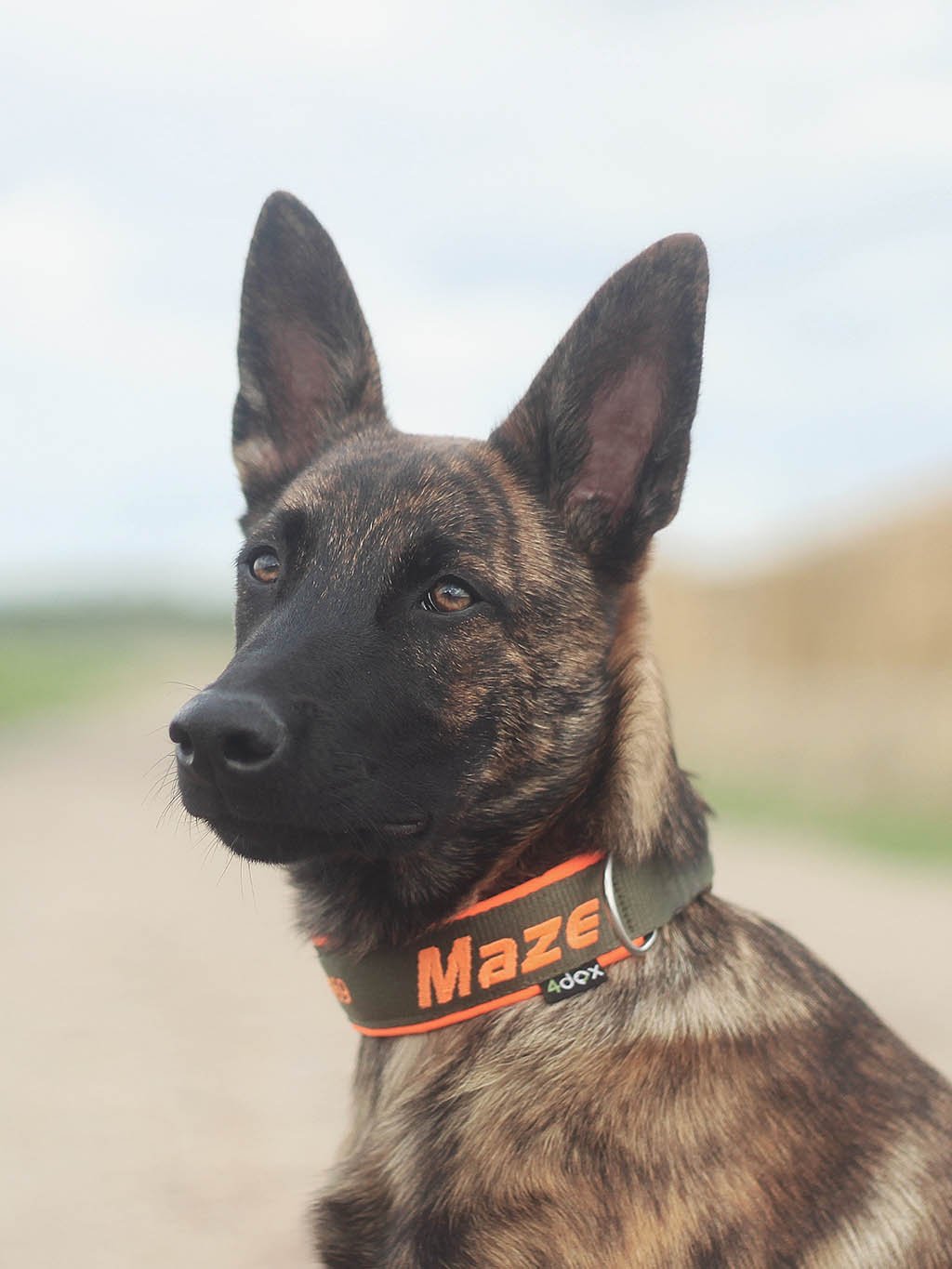 Belgický ovčák Malinois s oranžovým obojkem na zakázku se jménem Maze