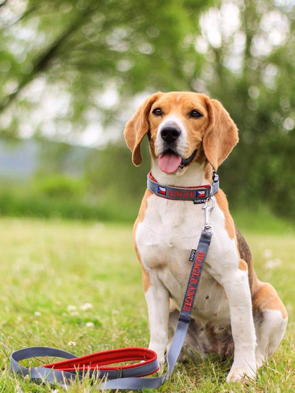 Beagle sedící na louce s obojkem na zakázku a vodítkem se jménem ANGIE