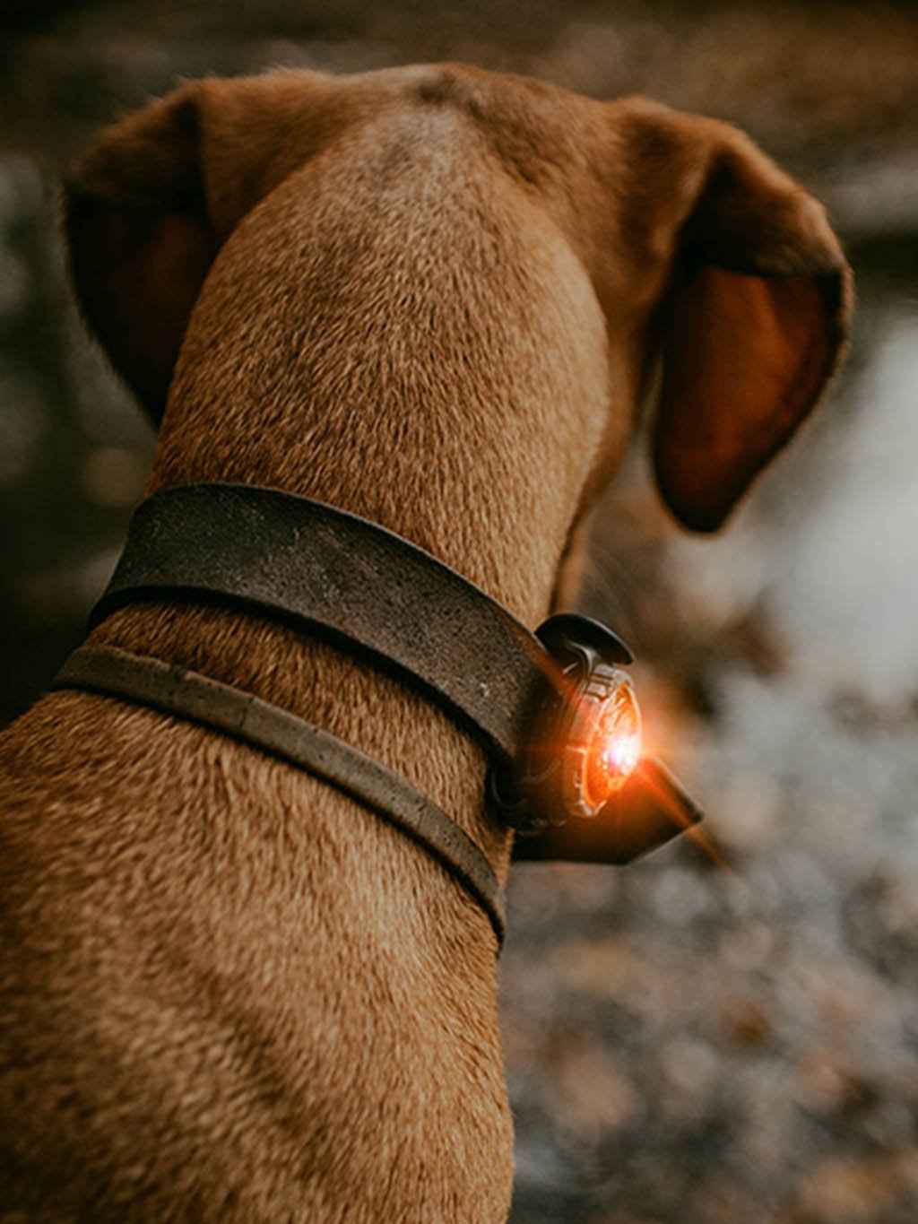 Orbiloc oranžové LED světlo na obojek 4dox