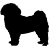 Havanese dog