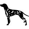 Dalmatian