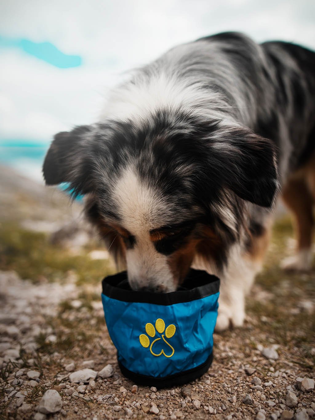 Reisbak voor kleine honden - op maat gemaakt