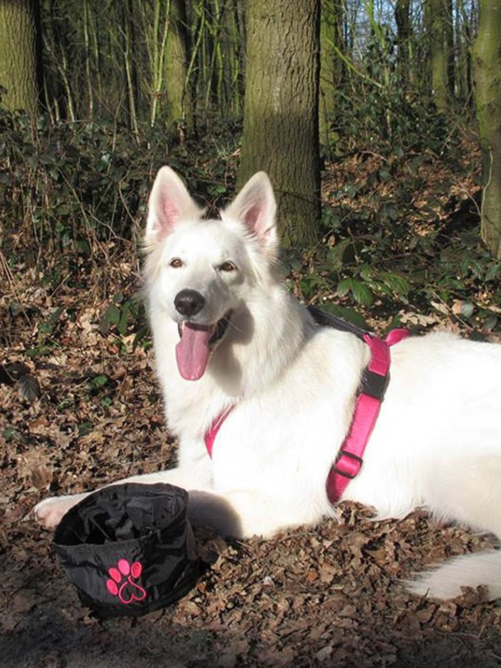 Reisbak voor kleine honden - op maat gemaakt