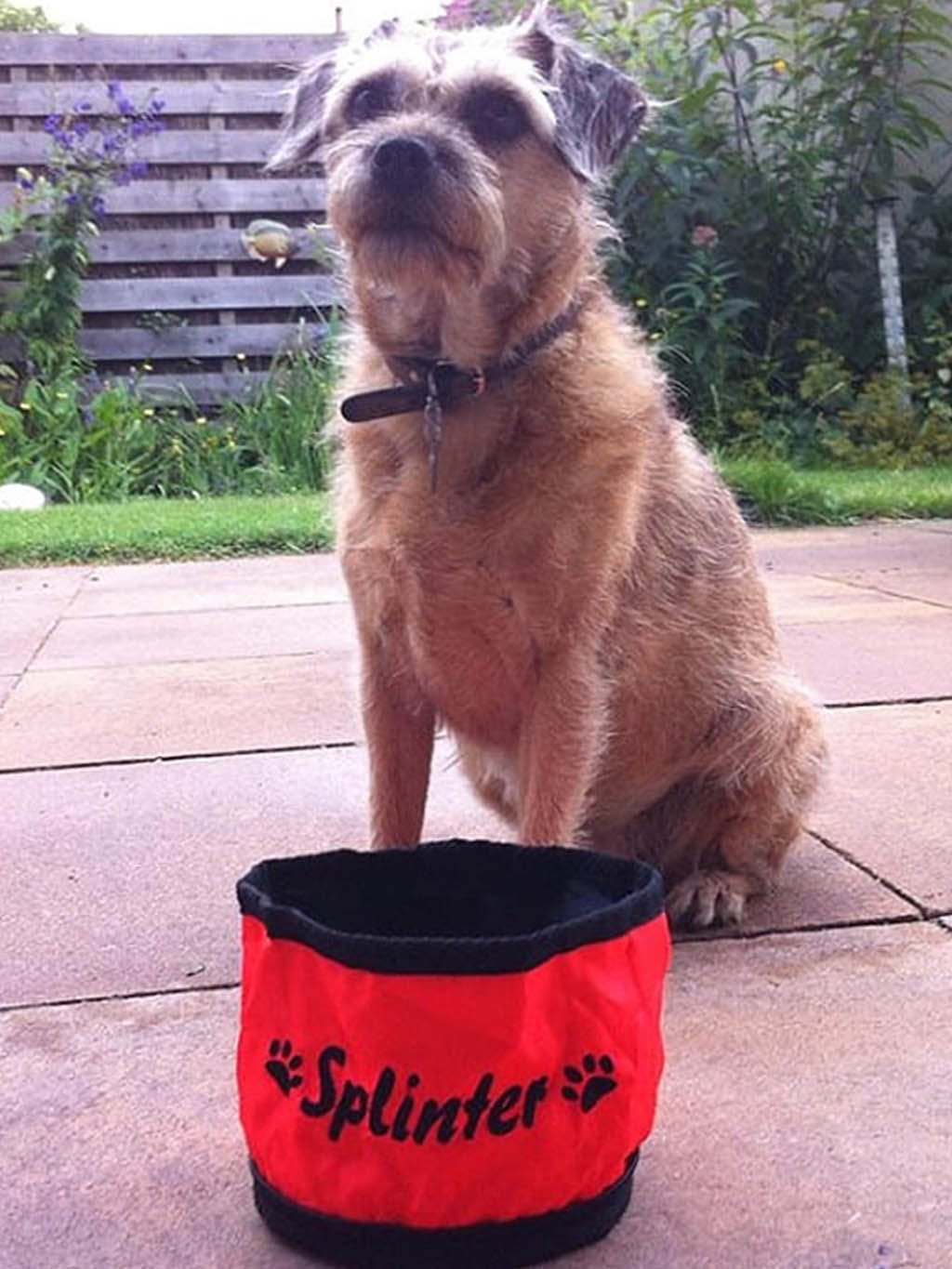 Reisbak voor kleine honden - op maat gemaakt