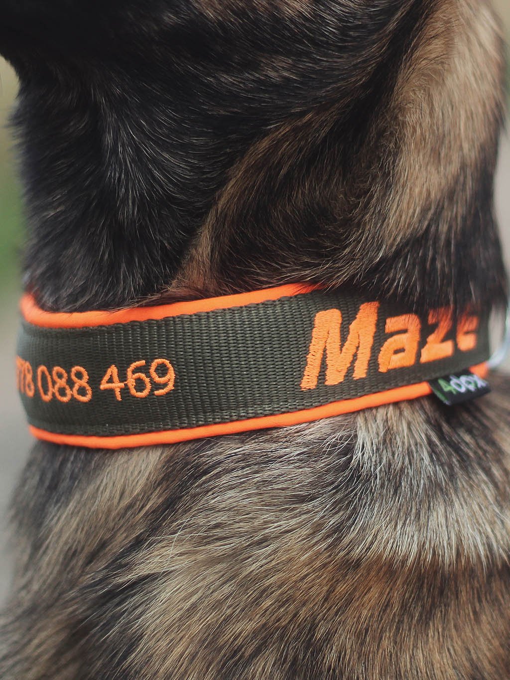 Collar with name - Classic - customized collar