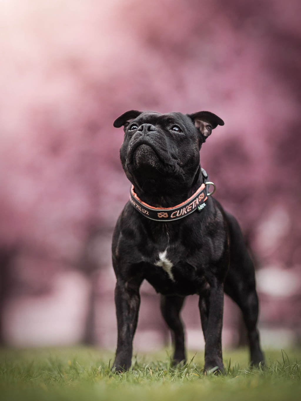 Collar with name - Classic - customized collar