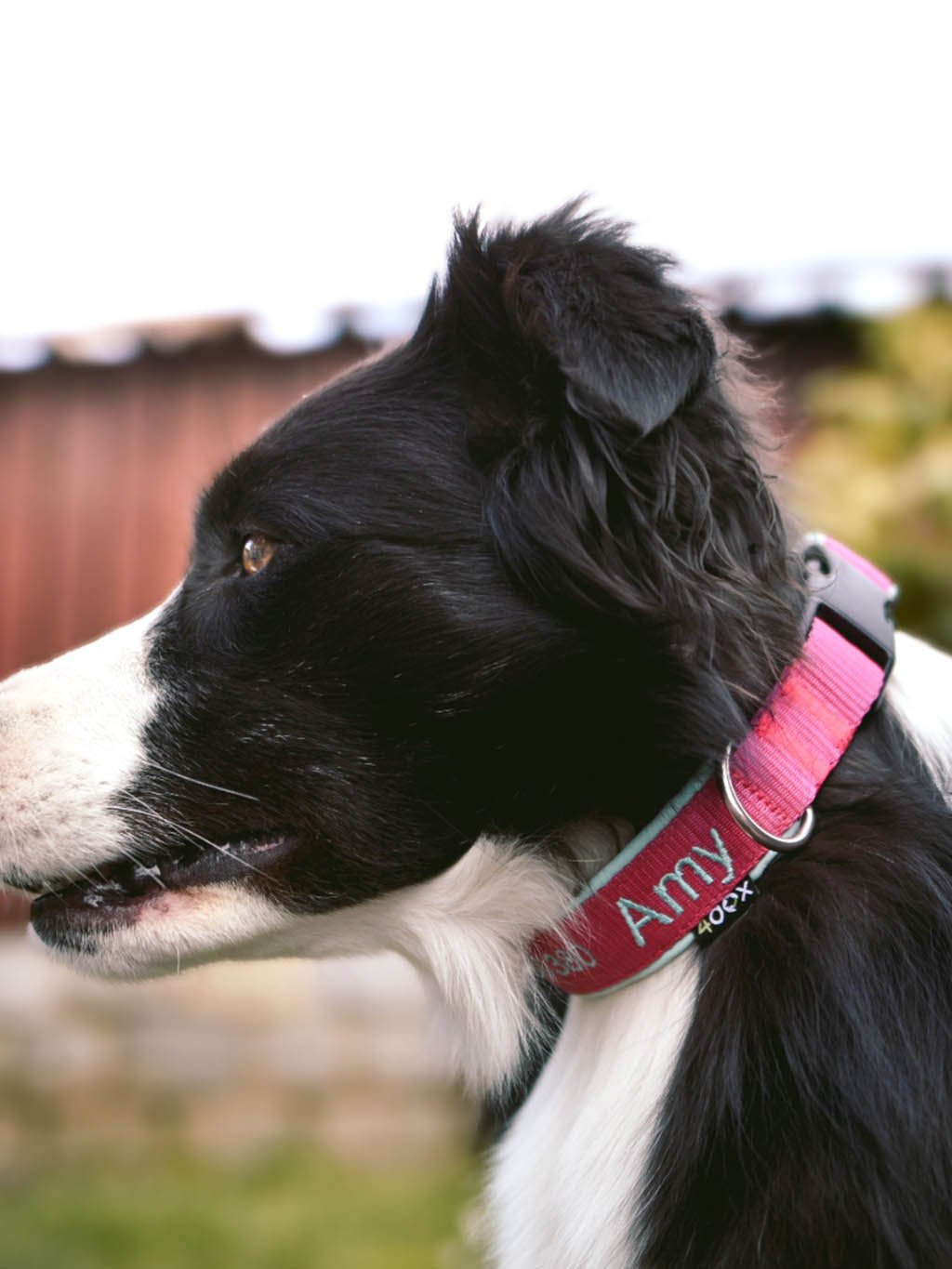 Collar with name - Classic - customized collar