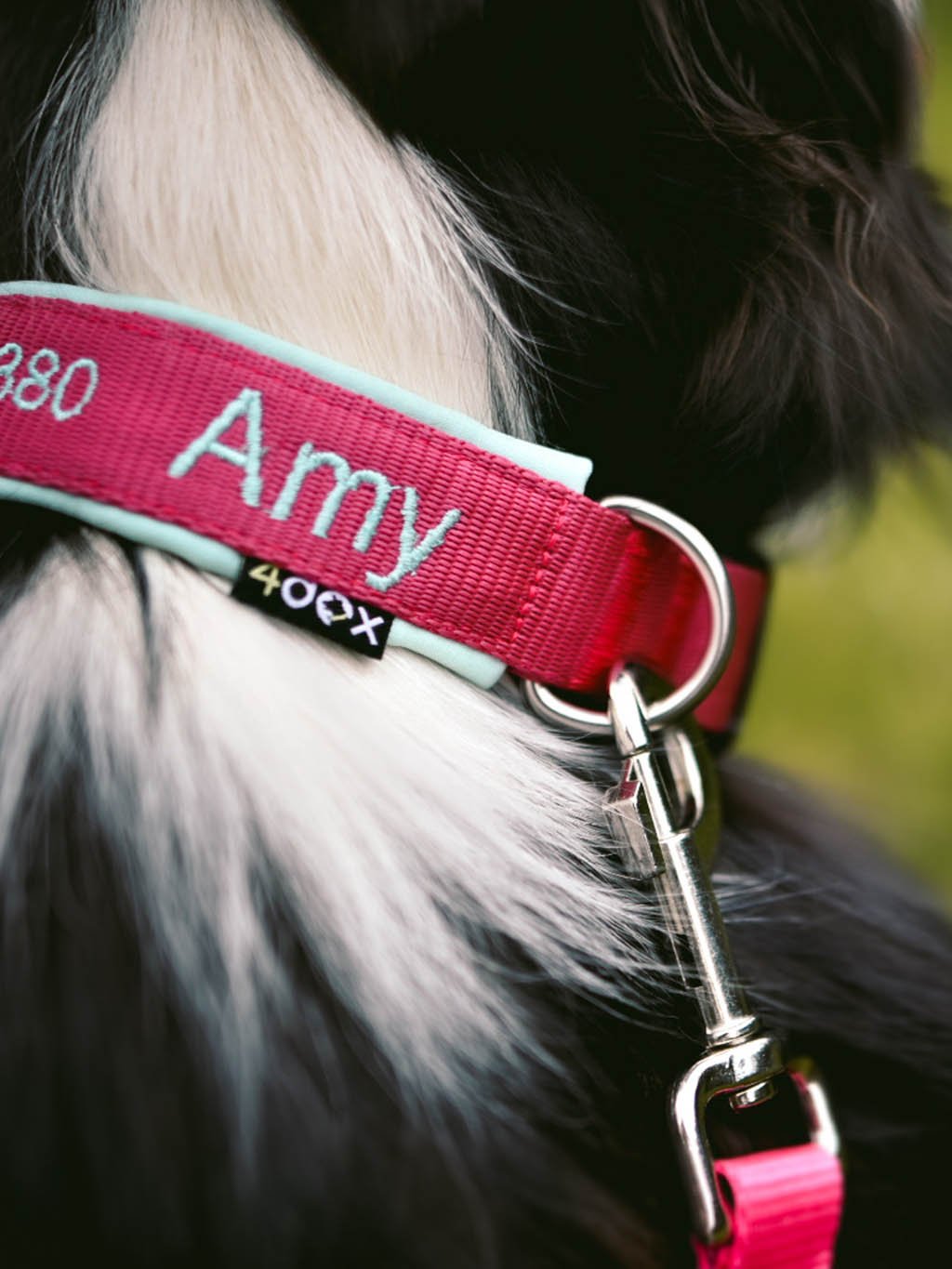 Collar with name - Classic - customized collar