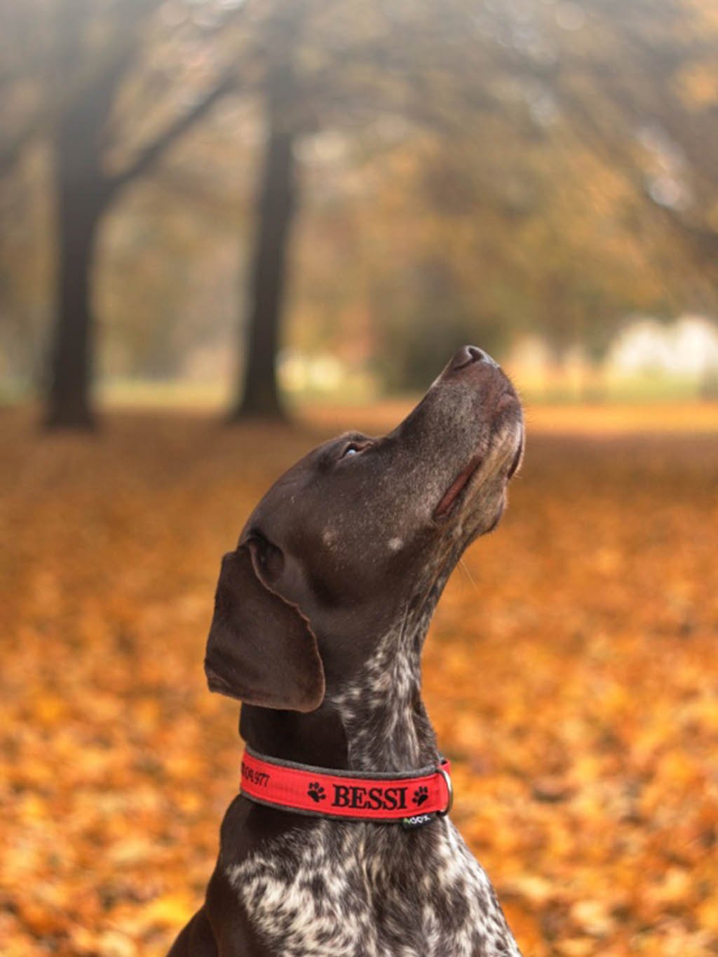 Collar with name - Classic - customized collar