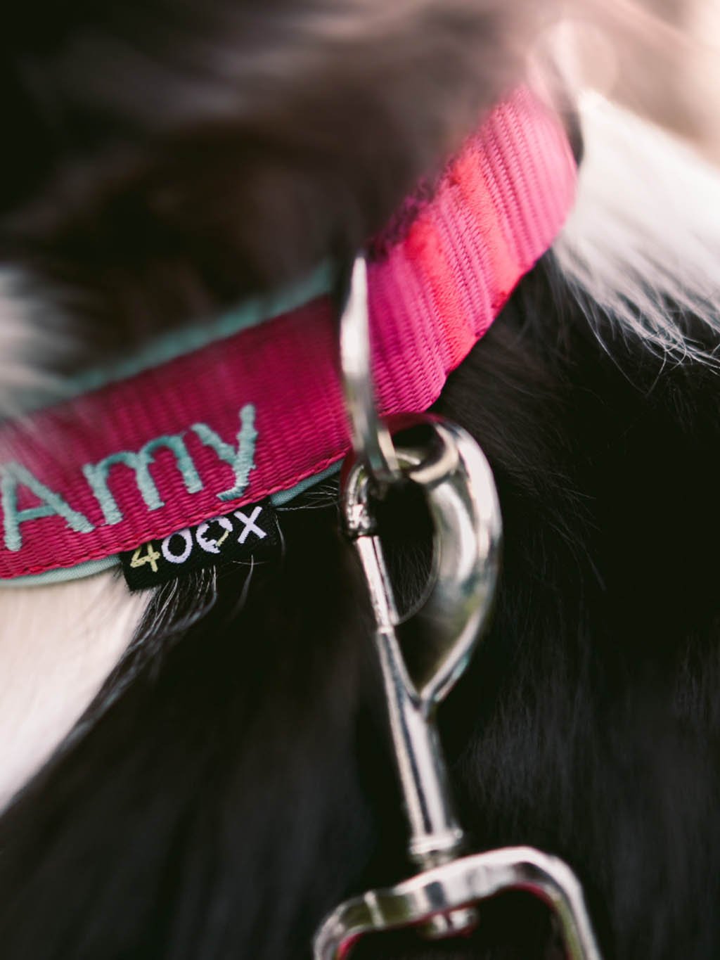 Collar with name - Classic - customized collar