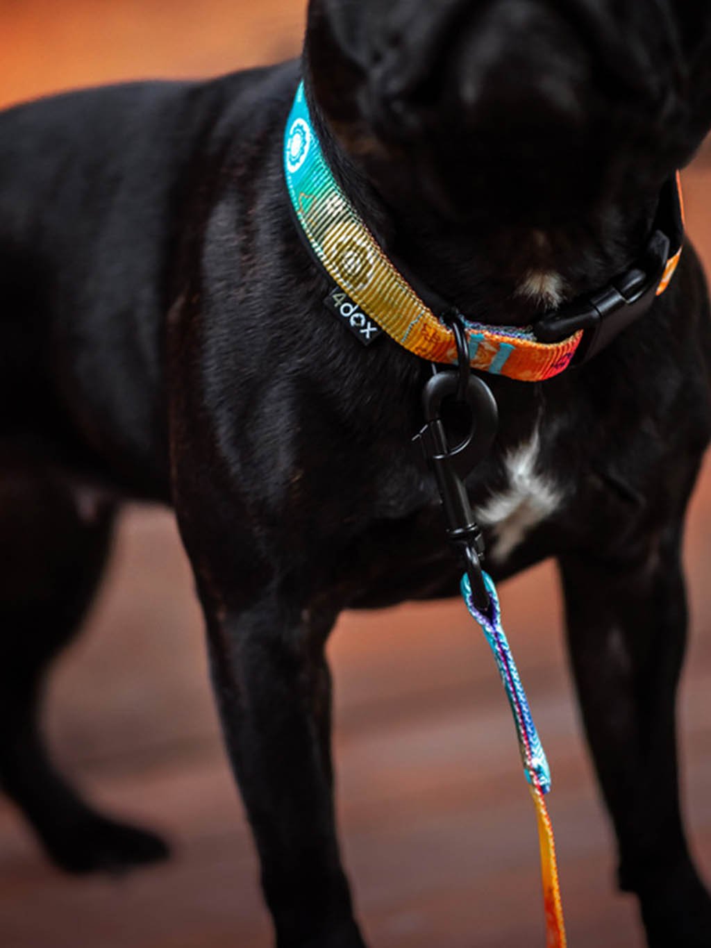 Chakras collar rainbow 4dox