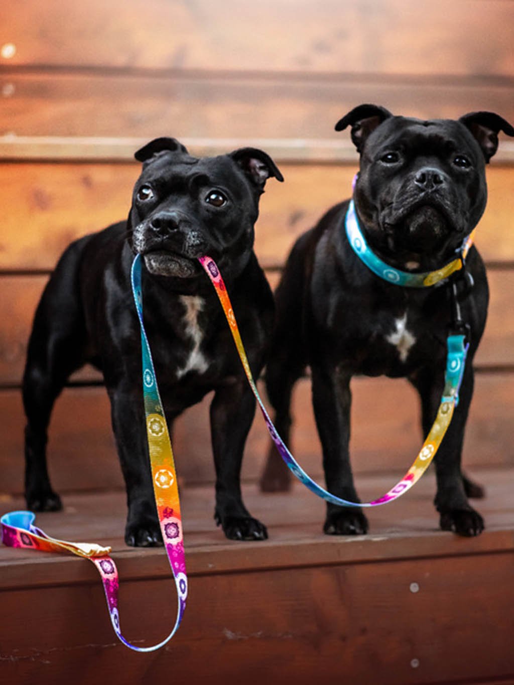 Chakras collar rainbow 4dox