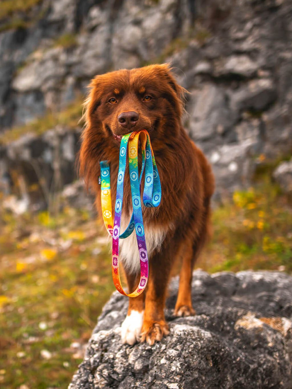 "regenboog chakra halsband 4dox"