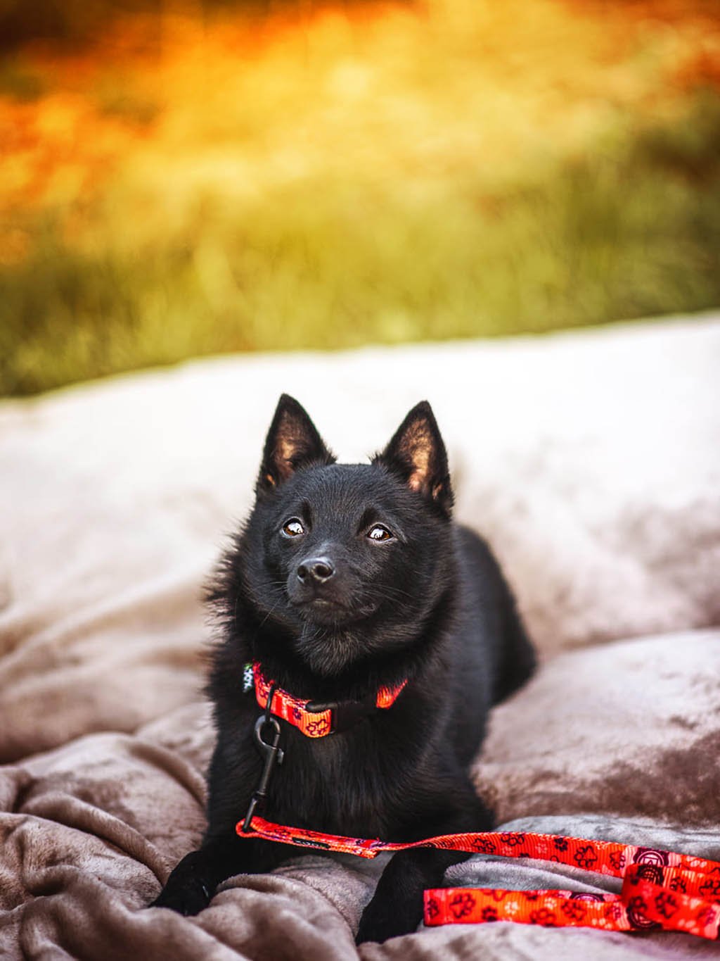 CHAKRAS collar salmon