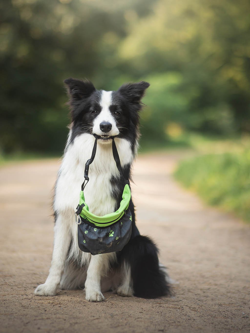 Dog training treat pouch with a magnetic fastening, lime No. 3