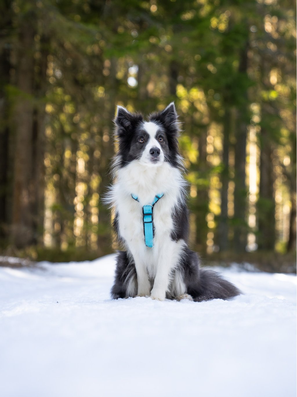Comfort plus harness - fuchsia 4dox